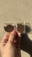 Load image into Gallery viewer, Ammonite Fossils
