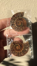 Load image into Gallery viewer, Ammonite Fossils
